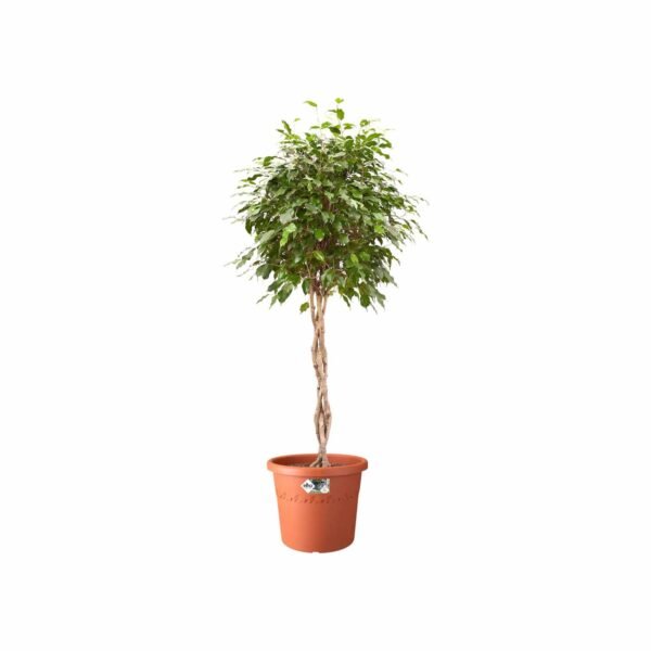 ⁦Elho Algarve Cilindro Wheels 58cm Terracotta⁩ - الصورة ⁦2⁩