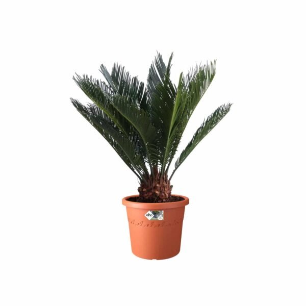 ⁦Elho Algarve Cilindro Wheels 58cm Terracotta⁩ - الصورة ⁦3⁩